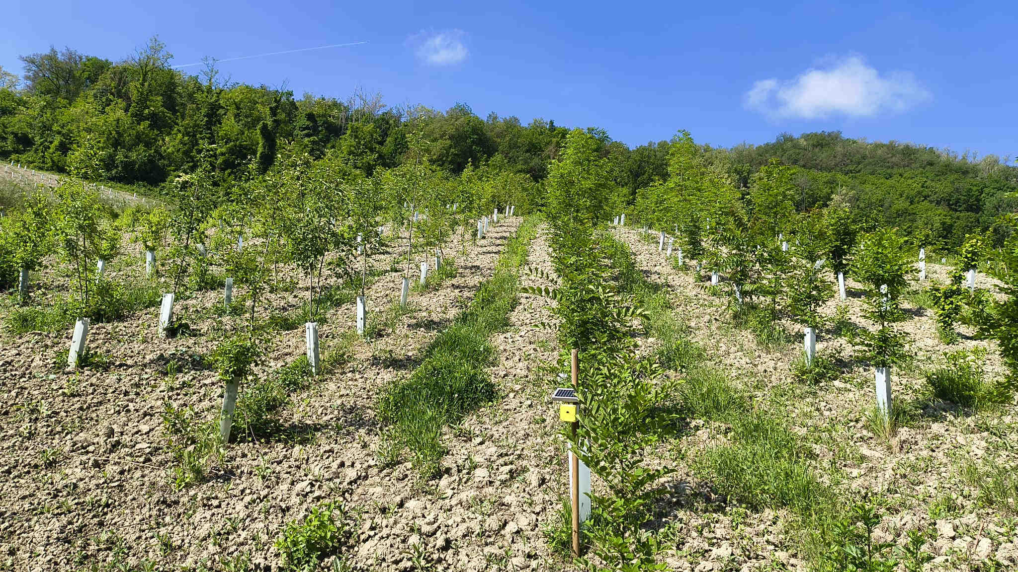 Filari di nuove piante messe a dimora nell'oasi Bertelegni in Oltrepò Pavese, Lombardia