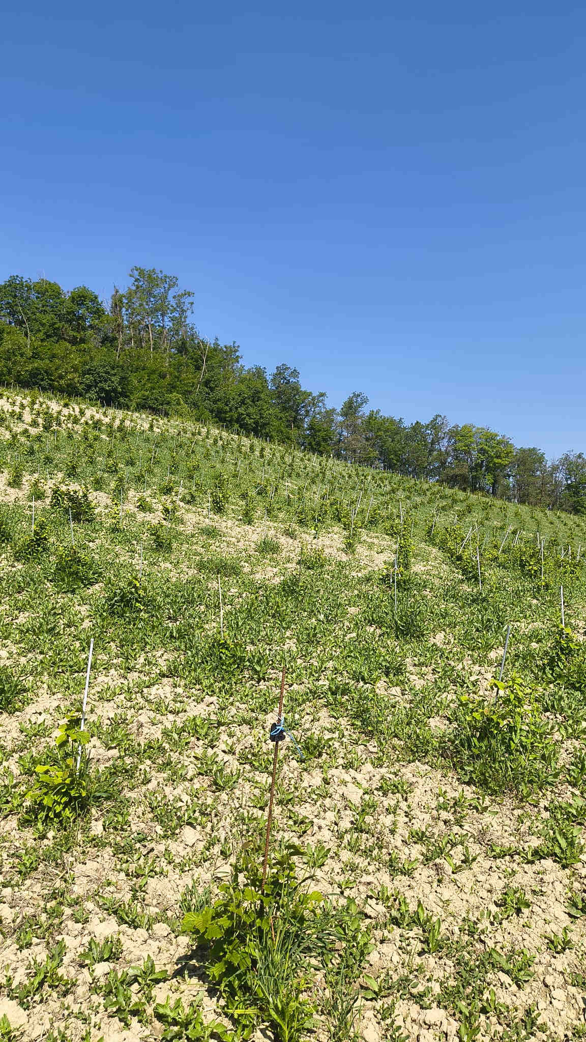 Filari di nuove piante messe a dimora nell'oasi Bertelegni in Oltrepò Pavese, Lombardia