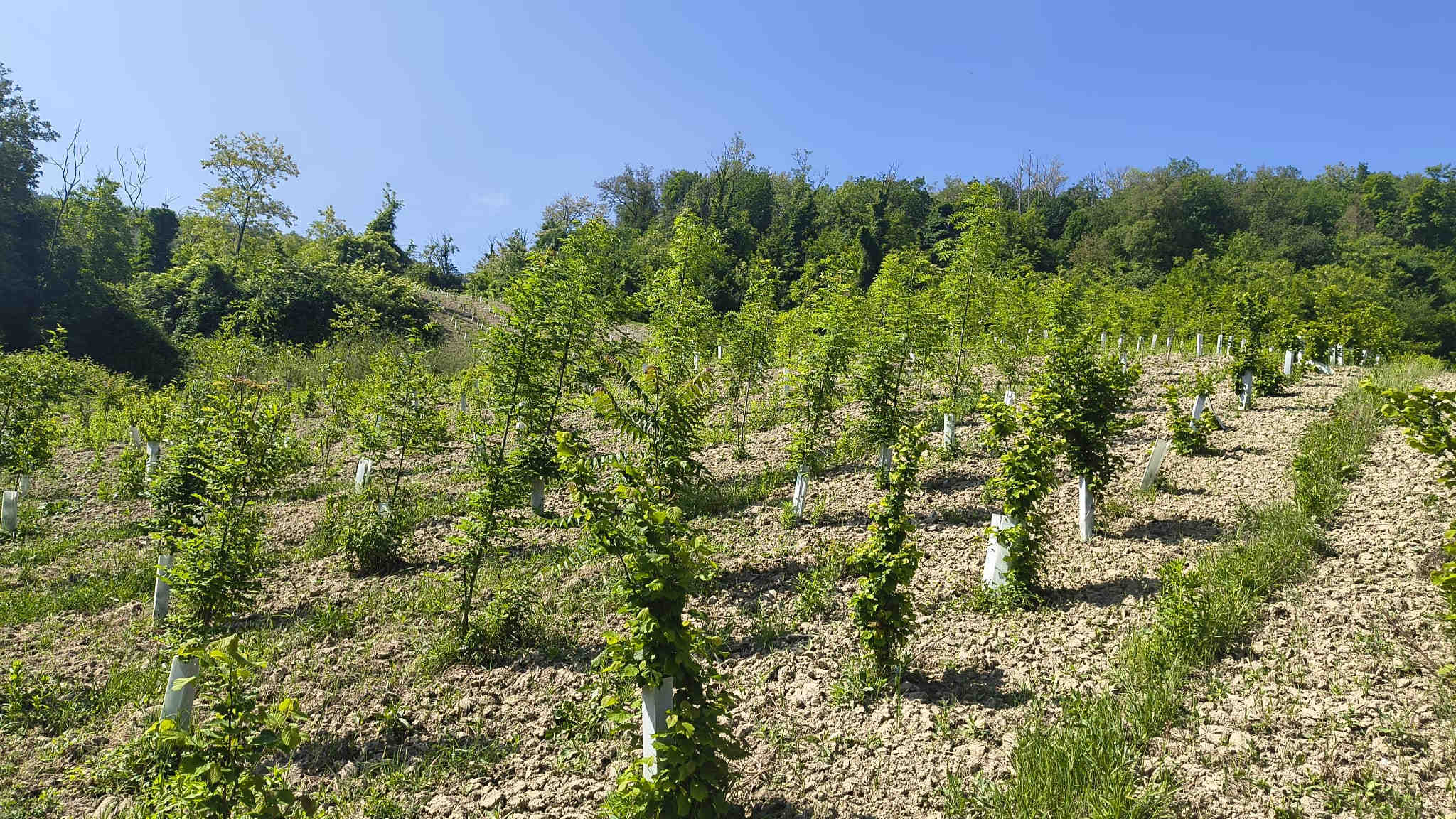 Filari di nuove piante messe a dimora nell'oasi Bertelegni in Oltrepò Pavese, Lombardia