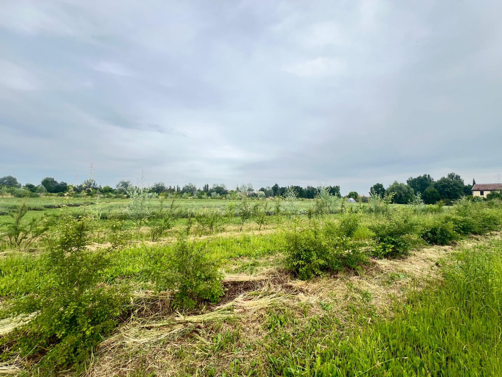 Alberi e arbusti nettariferi piantati nell'oasi Vignato a Mirandola, Emilia Romagna