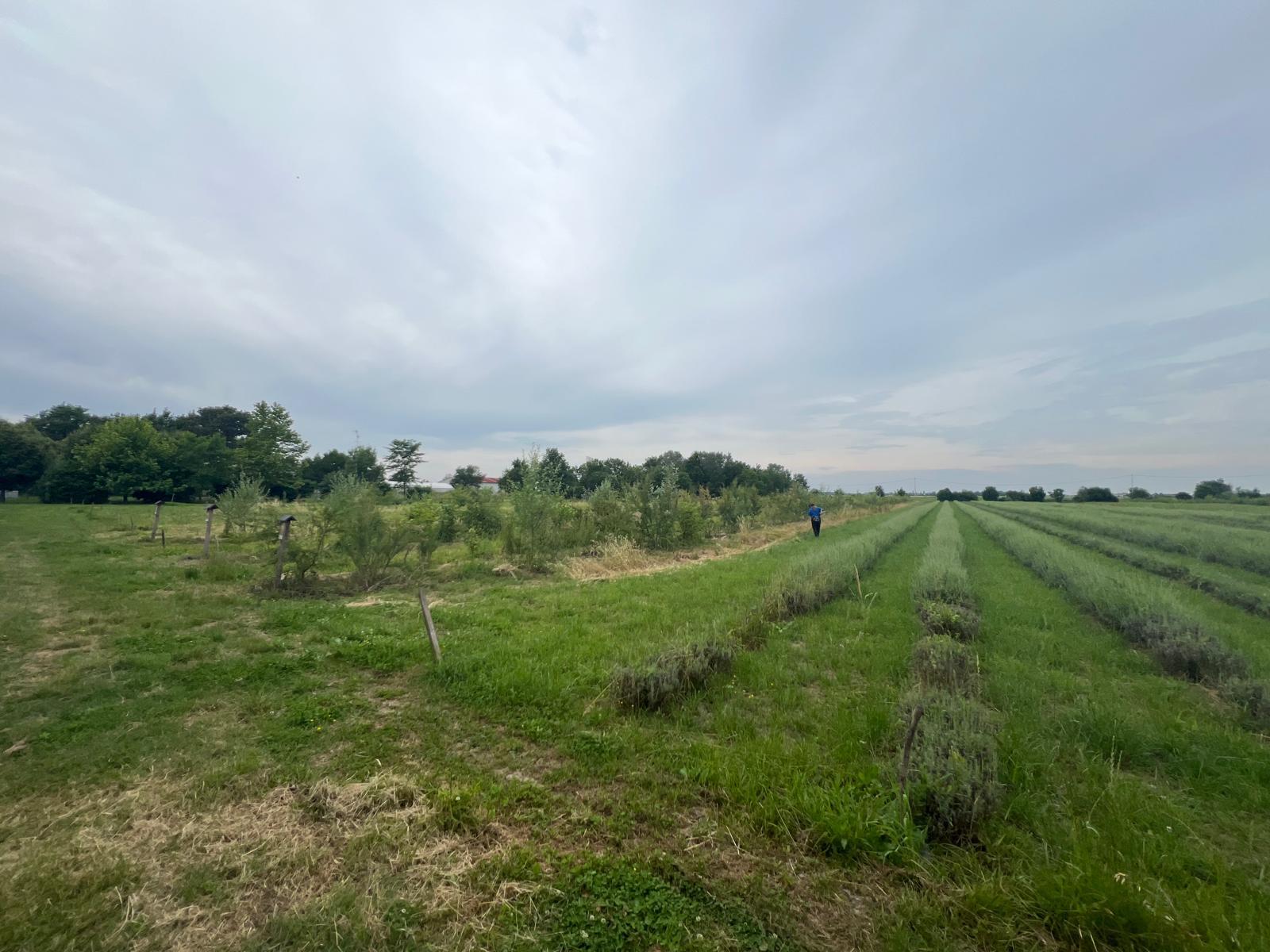 Alberi e arbusti nettariferi piantati nell'oasi Vignato a Mirandola, Emilia Romagna
