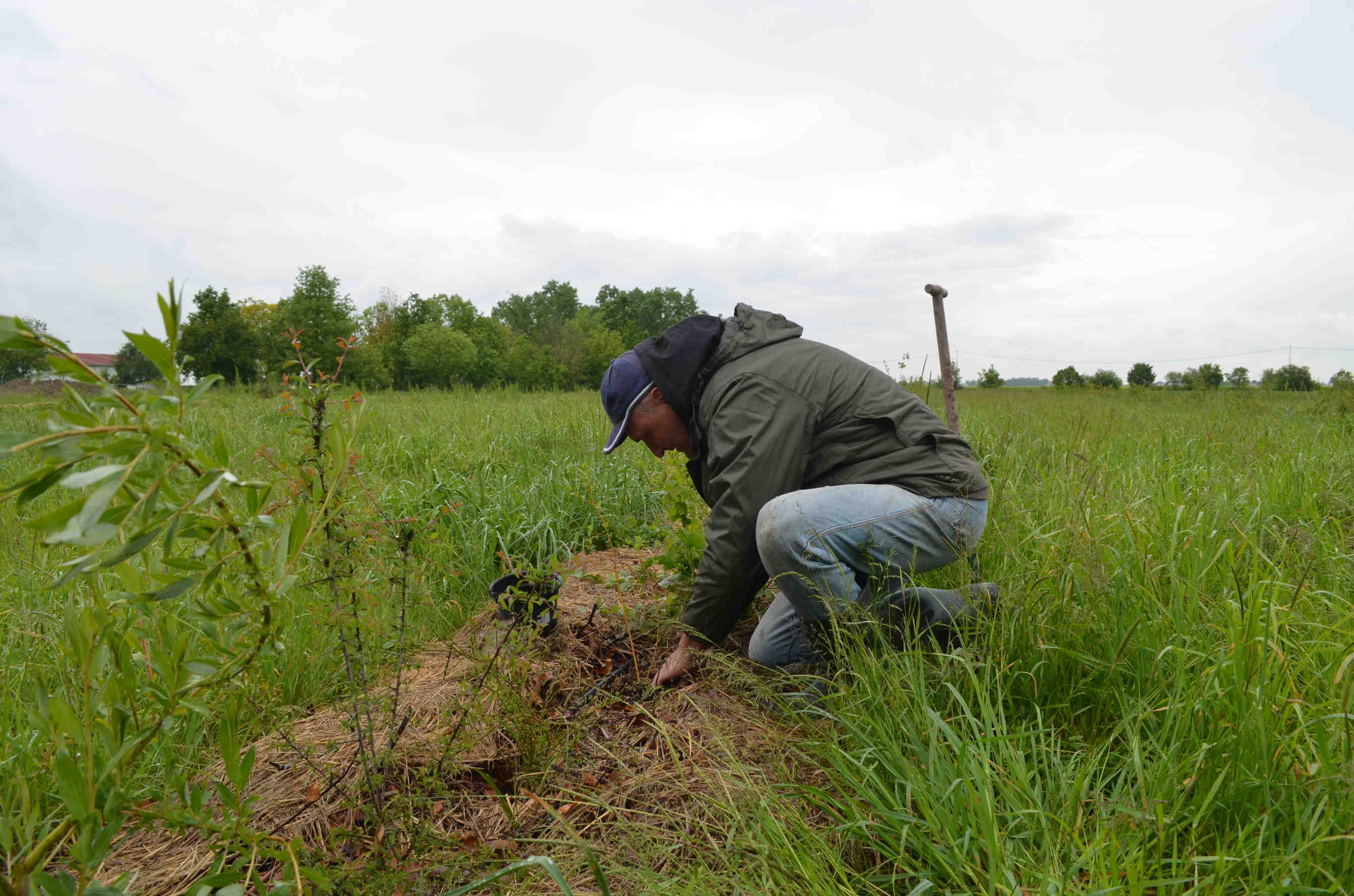 Alberi e arbusti nettariferi piantati nell'oasi Vignato a Mirandola, Emilia Romagna