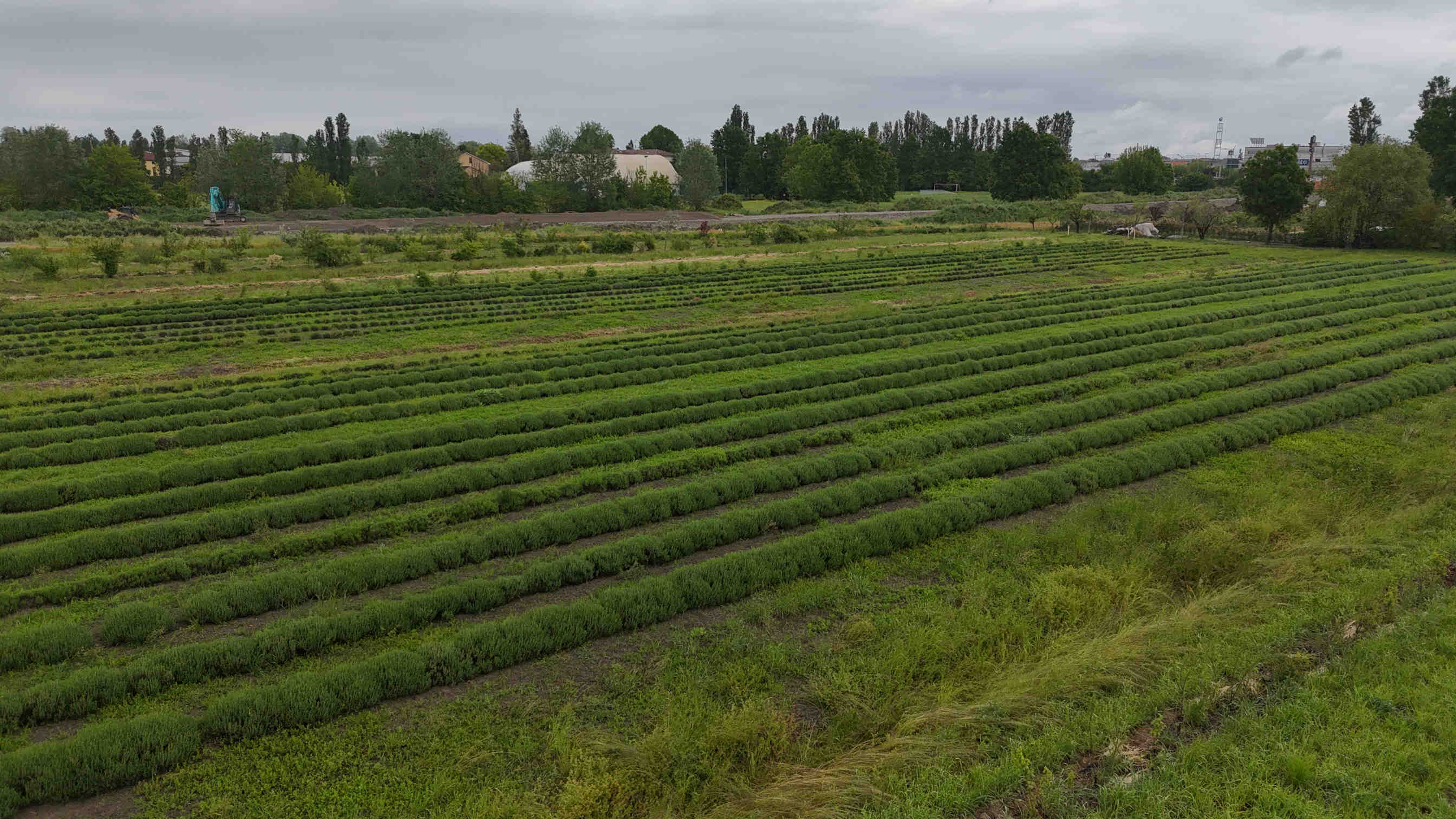 Alberi e arbusti nettariferi piantati nell'oasi Vignato a Mirandola, Emilia Romagna